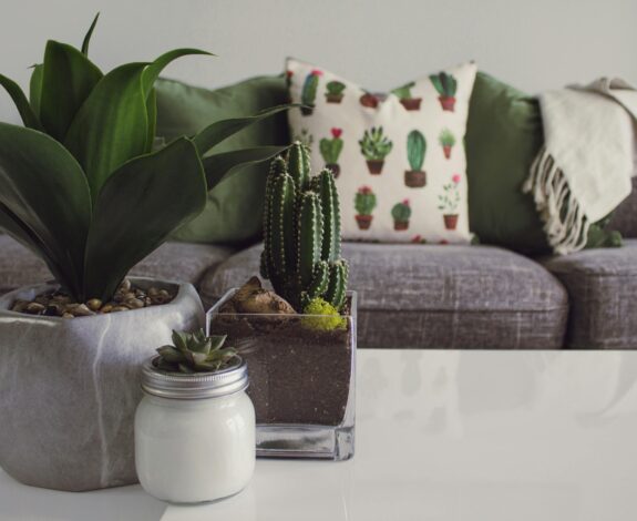 Pexels designecologist 1005058